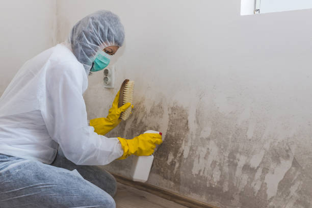 Office Mold Removal Services in Linganore, MD